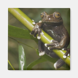 Imán Rana arborícola cautiva de Tapichalaca Hyloscirtus