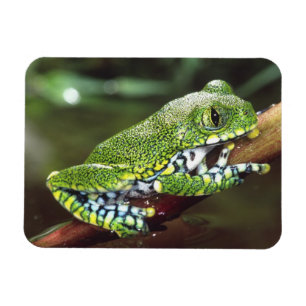 Imán Rana arborícola de ojos grandes, Leptopelis vermic