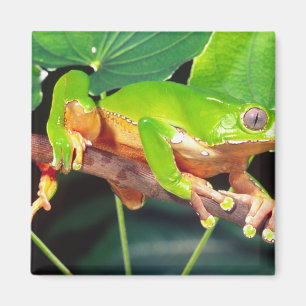 Imán Rana arborícola mono gigante bicolor, Phyllomedusa
