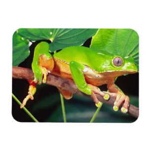 Imán Rana arborícola mono gigante bicolor, Phyllomedusa