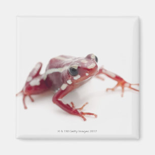 Imán rana Blanco-rayada 2 del dardo del veneno