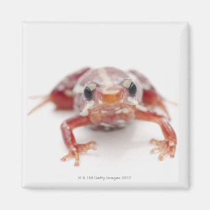 Imán rana blanco-rayada del dardo del veneno