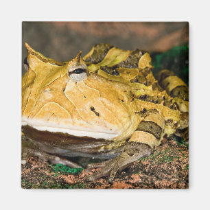 Imán Rana brasilera del cuerno, Ceratophrys cornuta, 3