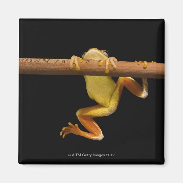 Imán Rana cigala (Limnonectes Leytensis) (Frente)