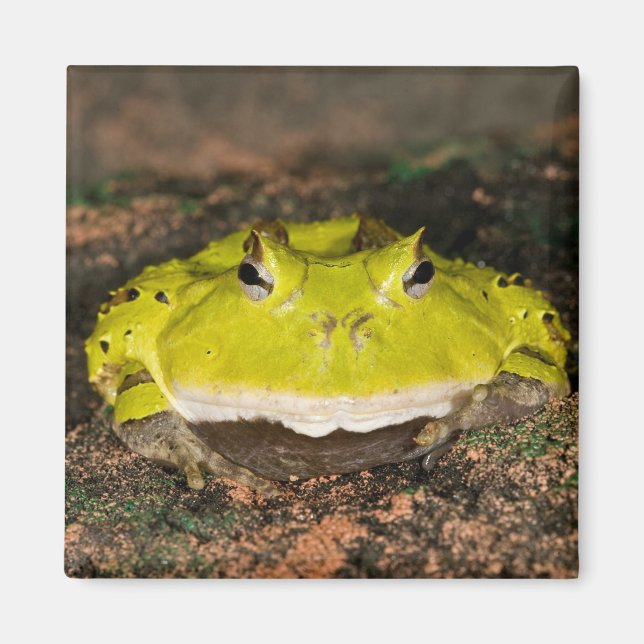 Imán Rana cornuda brasileña, Ceratophrys cornuta, 2 (Frente)