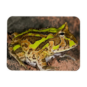 Imán Rana cornuda brasileña, Ceratophrys cornuta, Nativ