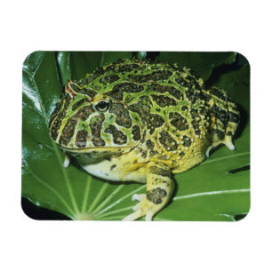Imán Rana Cornuda Ornamentada, (Ceratophrys ornata),