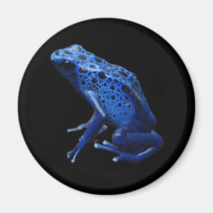 Imán Rana Dart de veneno azul
