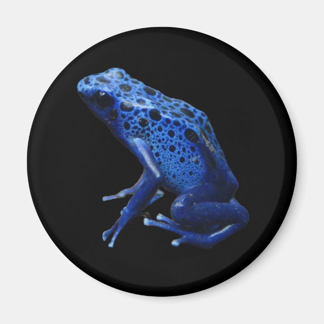 Imán Rana Dart de veneno azul (Frente)