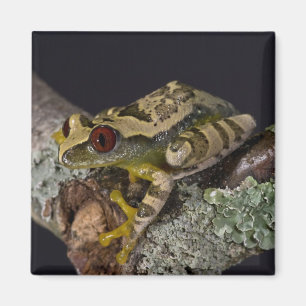 Imán Rana de árbol de ojo rojo africana, Leptopelis