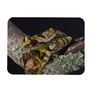 Imán Rana de árbol de ojos rojos africanos, Leptopelis