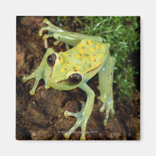 Imán Rana de árbol (Hylidae)