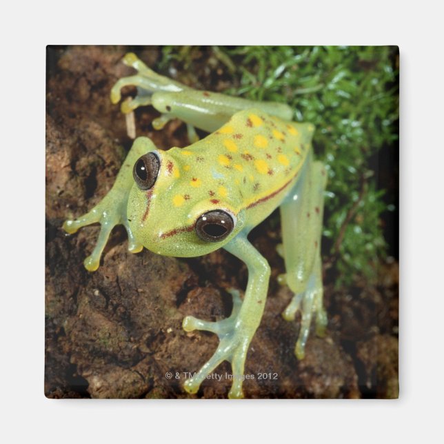 Imán Rana de árbol (Hylidae) (Frente)