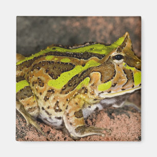 Imán Rana de cuernos Brasileña, Ceratophrys cornuta, Na