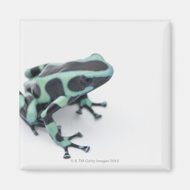 Imán rana de dardos de veneno negro y verde (dendrobate (Frente)