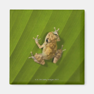 Imán Rana de Dink (diastema del Eleutherodactylus) en