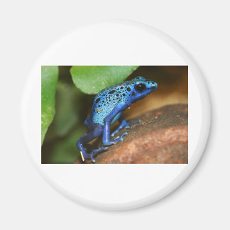 Imán rana de flecha de veneno azul