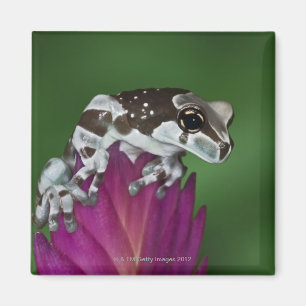 Imán Rana de la leche, resinifictrix de Trachycephalus