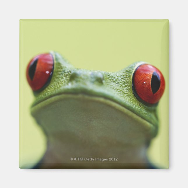 Imán Rana de los árboles de ojos rojos (Agalychnis call (Frente)