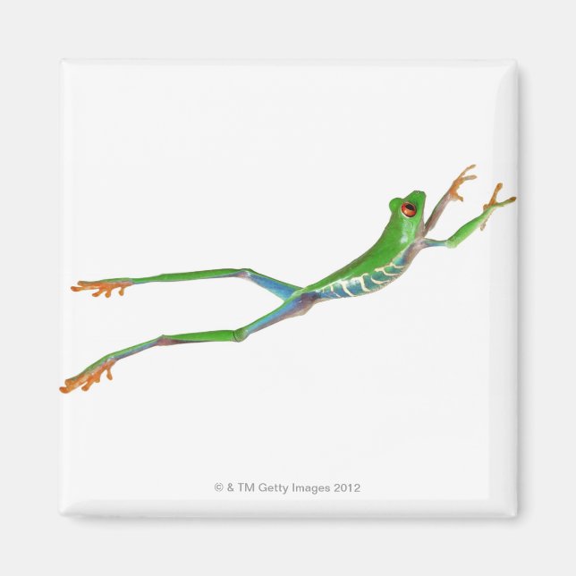 Imán Rana de los ojos rojos saltando (Frente)