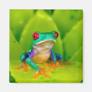 Imán Rana de ojos rojos, Costa Rica