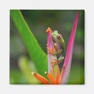 Imán Rana de ojos rojos, Costa Rica