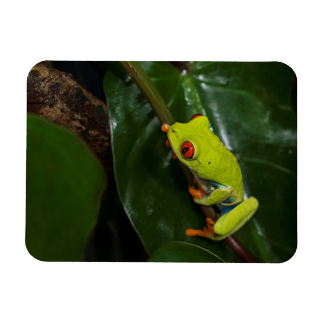 Imán Rana De Ojos Rojos Sobre El Estem (Horizontal)