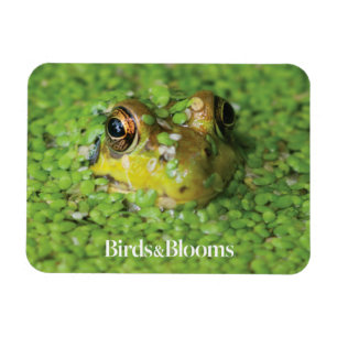 Imán Rana en algas verdes