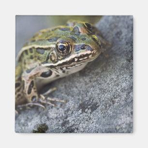 Imán rana leopardo del norte, Isla transparente,