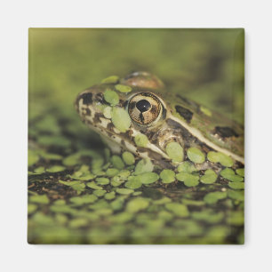 Imán Rana leopardo del Río Grande, Rana berlandieri,