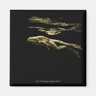 Imán rana nadando en la oscuridad justo debajo de la su