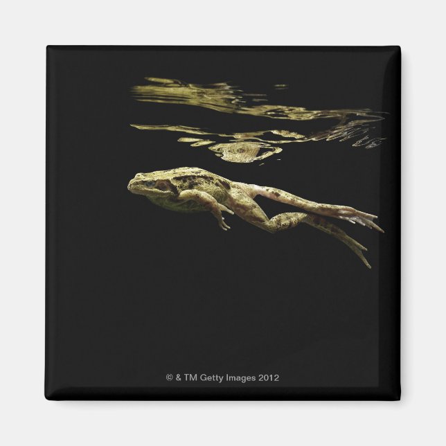 Imán rana nadando en la oscuridad justo debajo de la su (Frente)