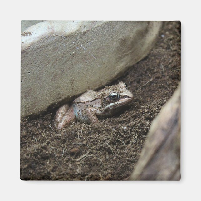 Imán Rana sucia (Frente)