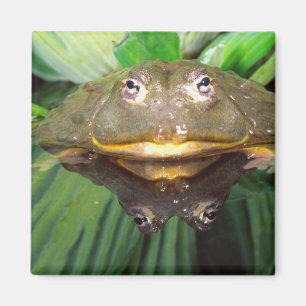 Imán Rana toro africana, Pyxicephalus 2