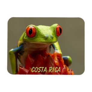 Imán Rana tropical con ojos rojos en Costa Rica