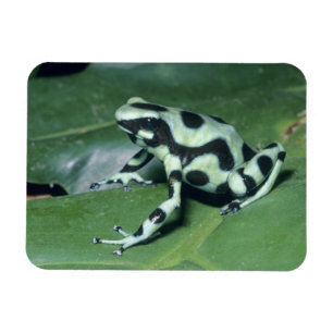Imán Rana venenosa, (Dendrobates auratus) Cahuita