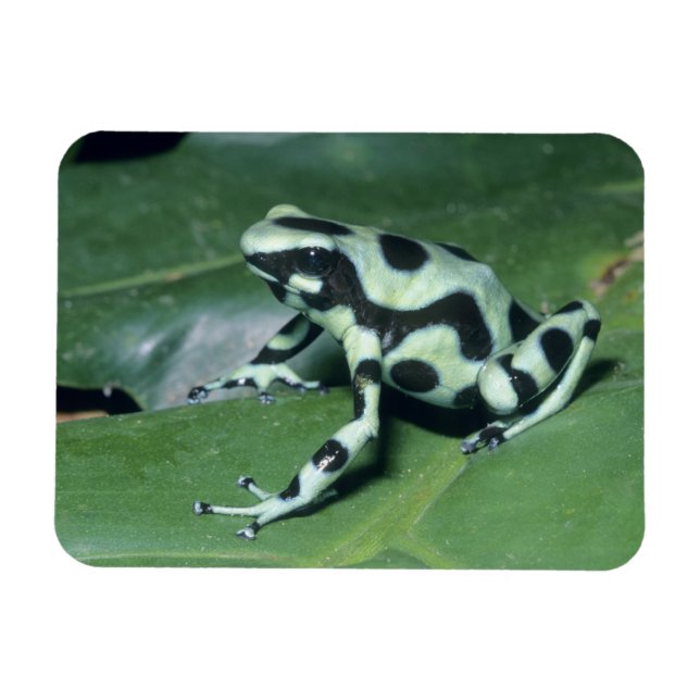 Imán Rana venenosa, (Dendrobates auratus) Cahuita (Horizontal)