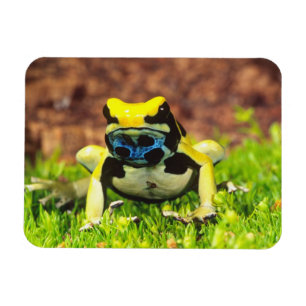 Imán Rana venenosa tinctoria, Dendrobates tinctorius,