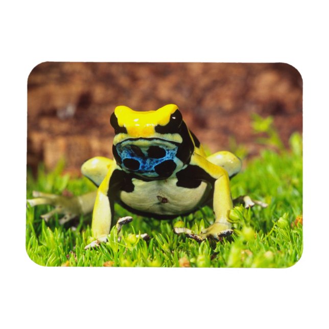 Imán Rana venenosa tinctoria, Dendrobates tinctorius, (Horizontal)