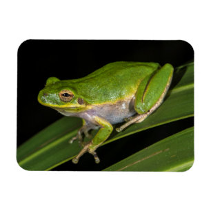 Imán Rana verde arborícola (Hyla cinerea) 2