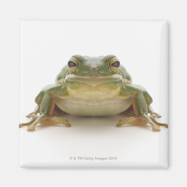 Imán Rana verde (Hylidae cinerea) (Frente)