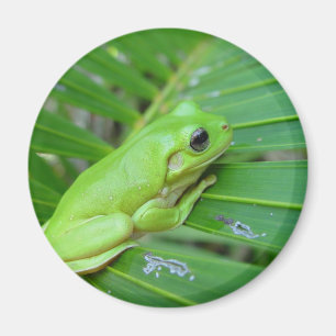 Imán Rana verde pequeña