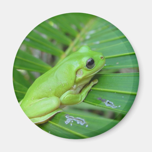 Imán Rana verde pequeña (Frente)