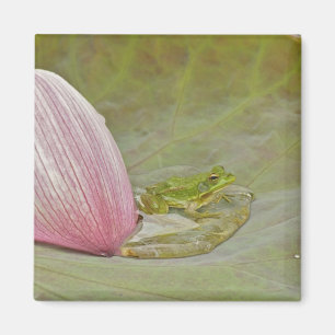 Imán Rana y pétalo de flor de loto, China,