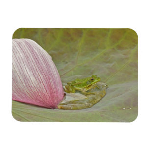 Imán Rana y pétalo de flor de loto, China,