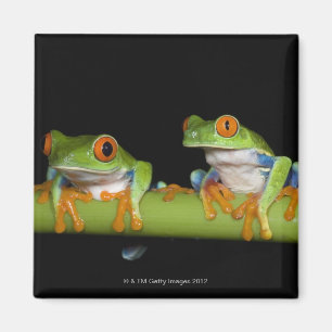 Imán ranas arbóreas Rojo-observadas (callidryas de