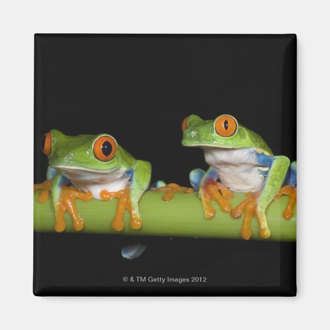 Imán Ranas de árbol rojo (calidryas agalychnis) sobre (Frente)