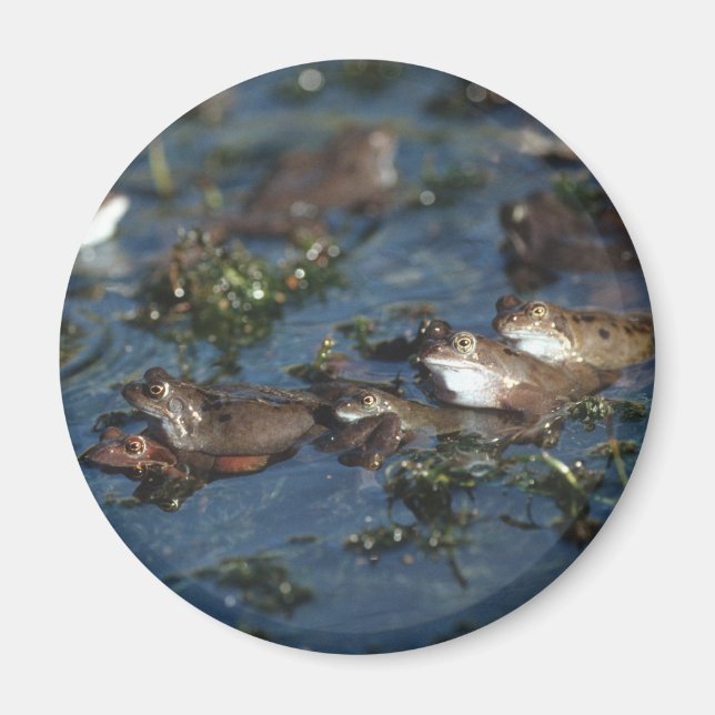 Imán Ranas divertidas (Frente)