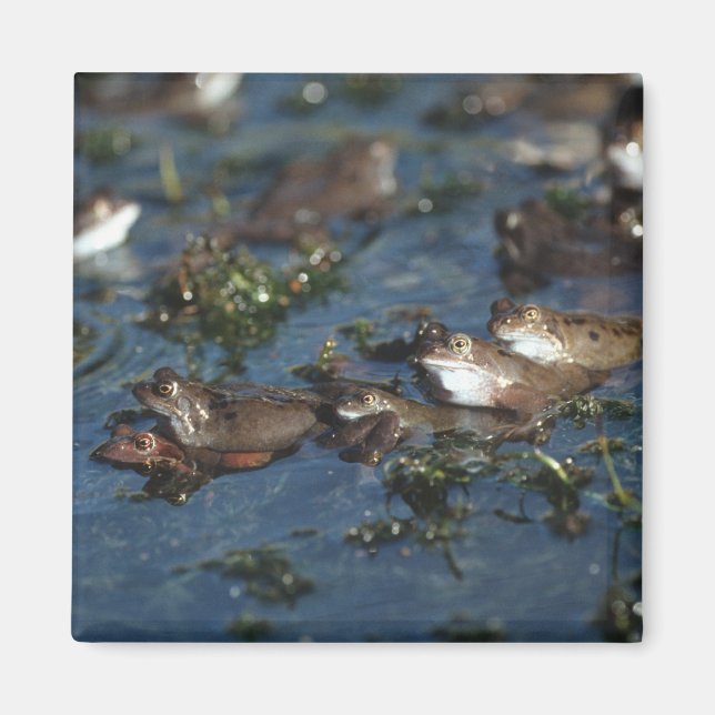 Imán Ranas divertidas (Frente)