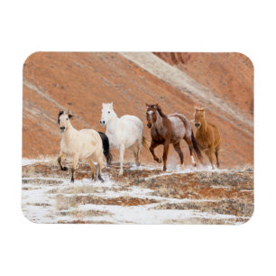 Imán Rancho Hideout con pequeño rebaño de caballos en l